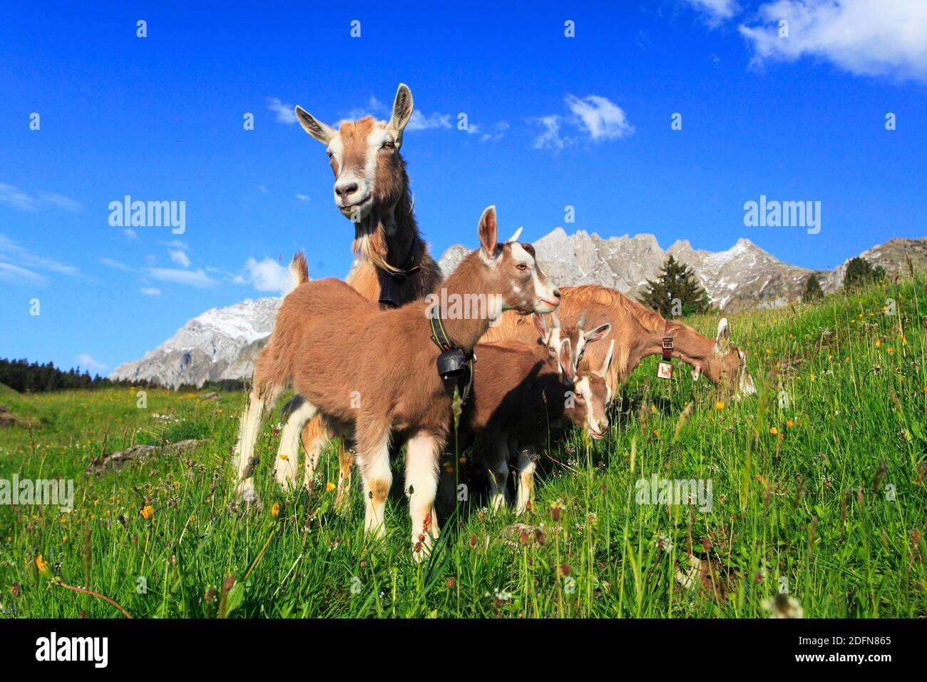 Capre di casa su alp, capra, capre, femmine e giovani animali, Alpstein massiccio, Appenzell, Svizzera Foto Stock