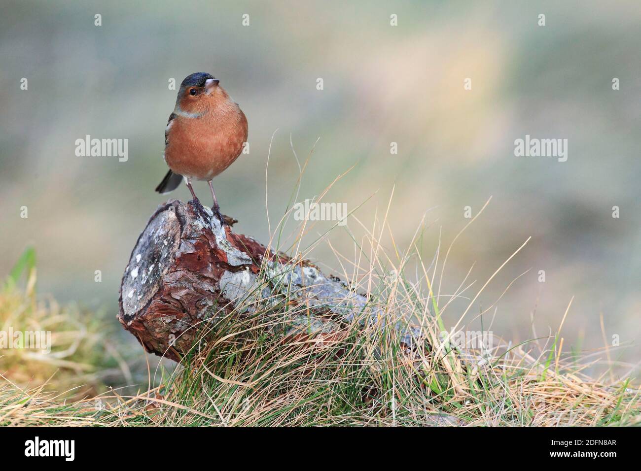 Chaffinch comune ( Fringilla coelebs) Finches, maschio, Scozia, Gran Bretagna Foto Stock