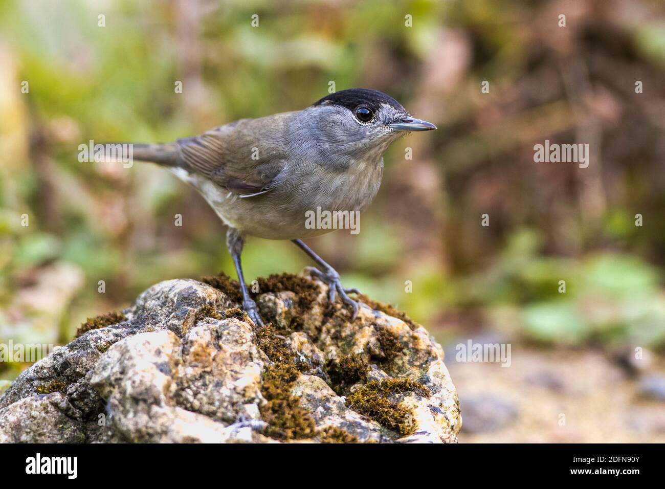 Mönchsgrasmücke (Sylvia atricapilla) Männchen Foto Stock