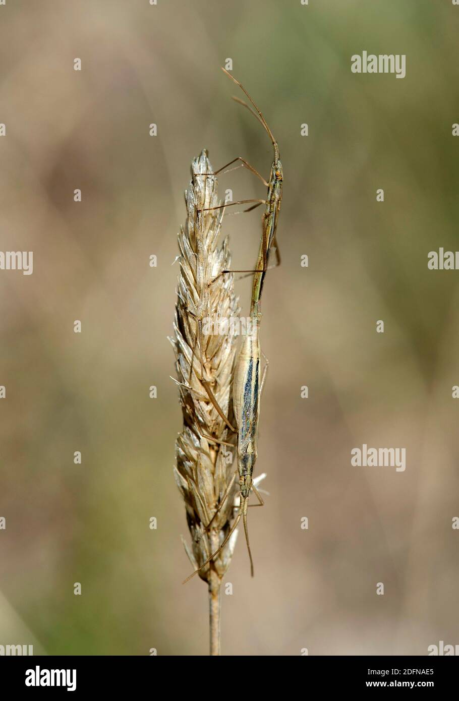 Cricket italiano (Oecanthus pellucens) in camouflage durante l'accoppiamento, Vallese, Svizzera Foto Stock