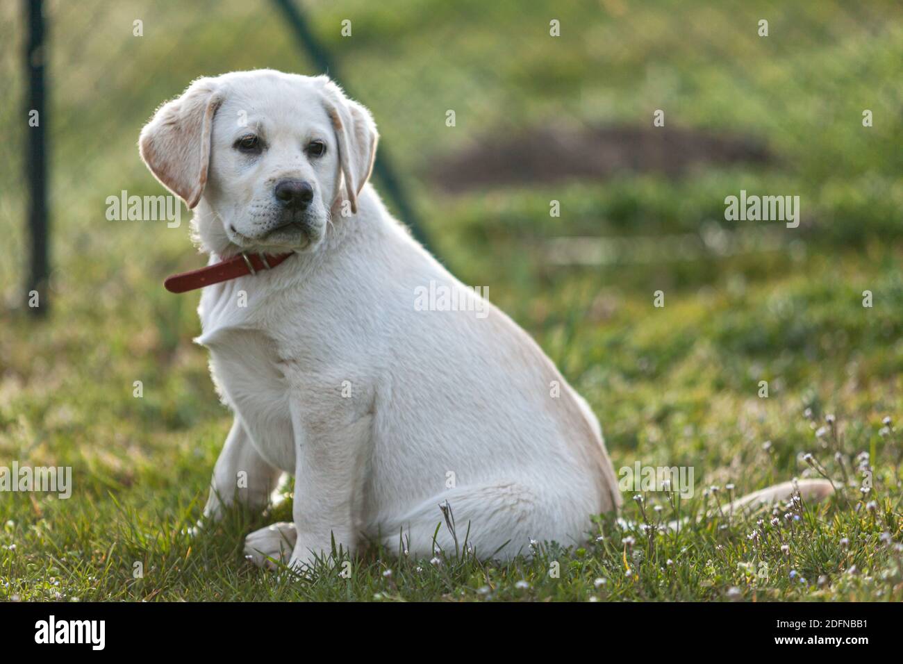 labrador cucciolo in attesa Foto Stock labrador cucciolo in attesa Foto Stock