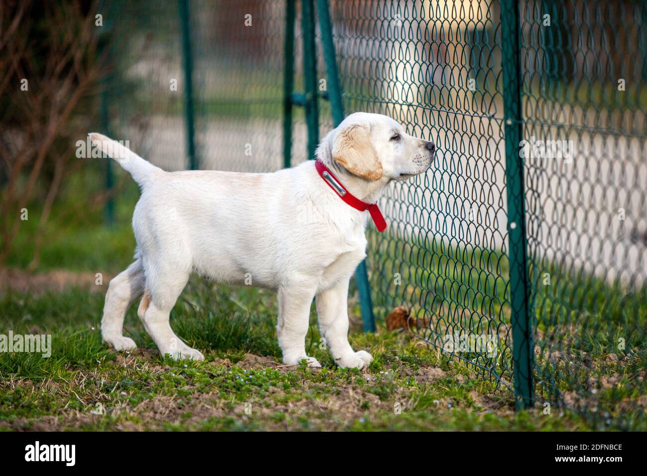 labrador cucciolo guardando attraverso una recinzione di filo Foto Stock labrador cucciolo guardando attraverso una recinzione di filo Foto Stock