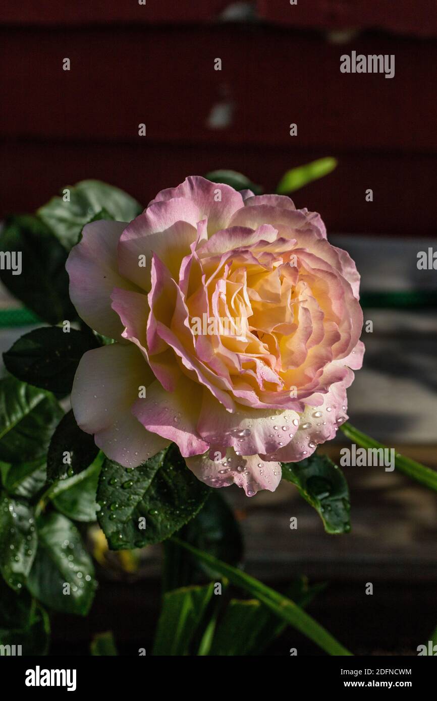 "Peace, Madame A. Meilland" Hybrid Tea Rose, Tehybridros (Rosa) Foto Stock