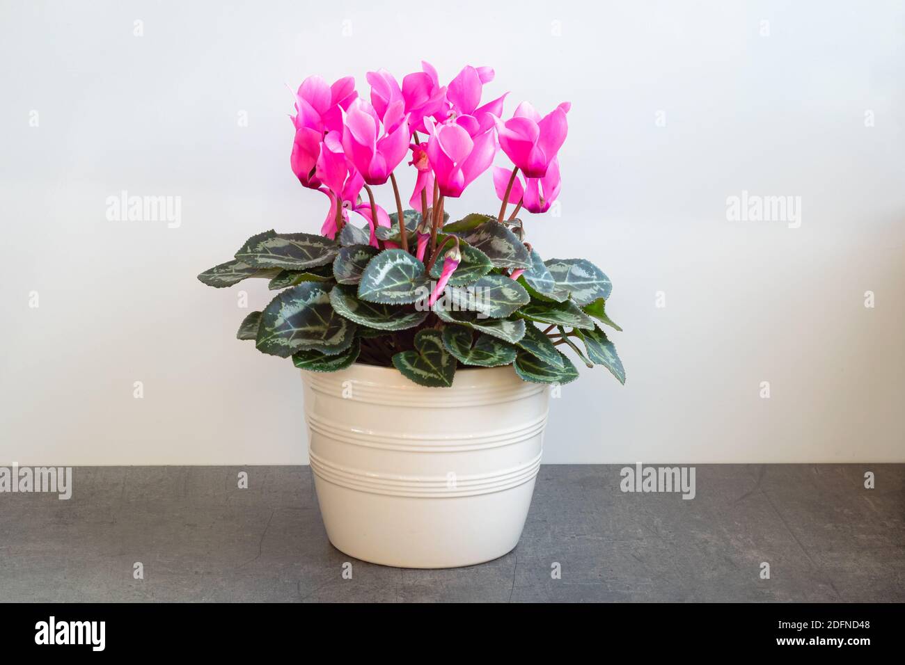 Ciclamino con fiori rosa brillante in una pentola Foto Stock