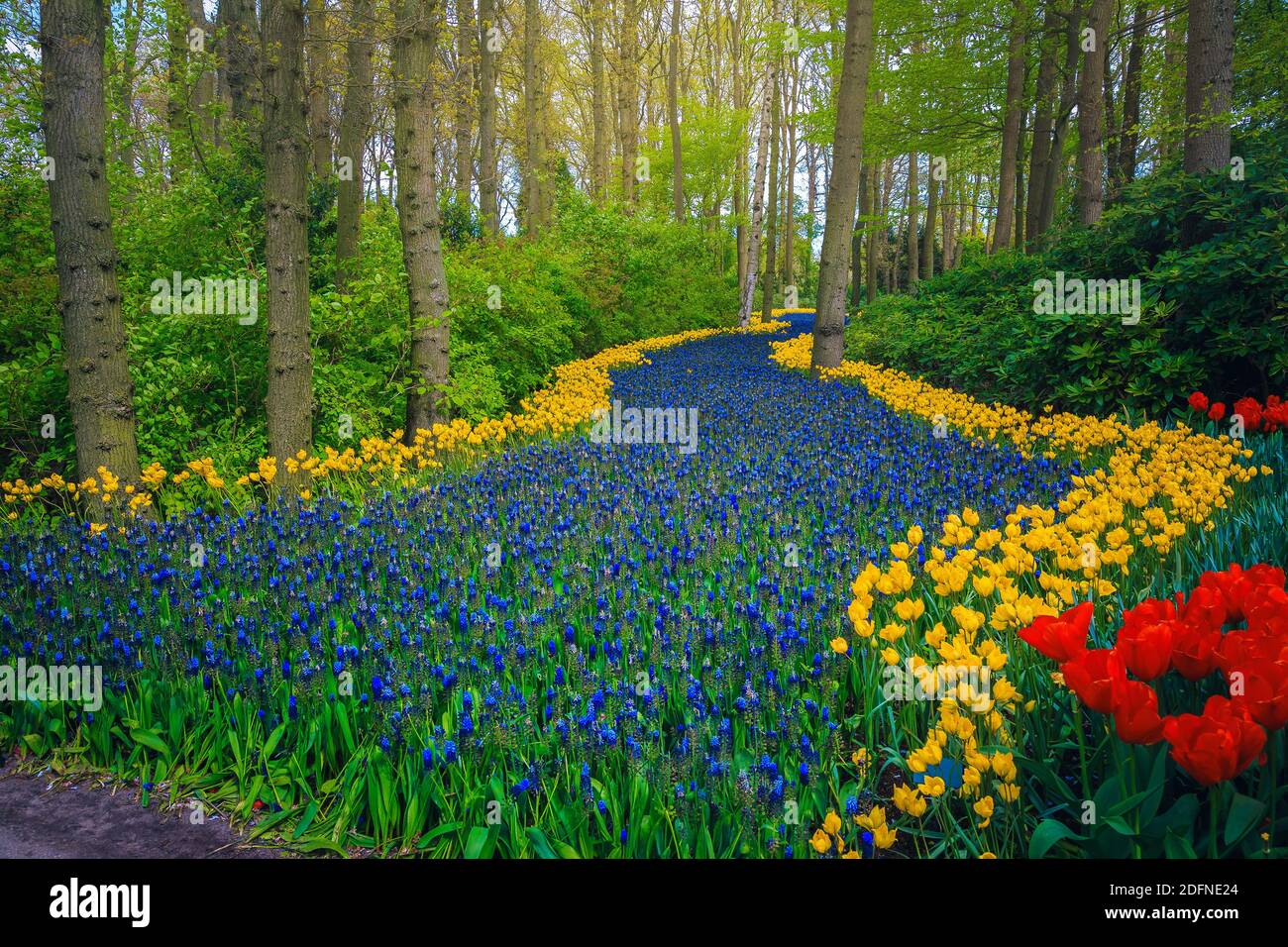 Pittoresco paesaggio primaverile, luogo incredibile con la radura della foresta e vari fiori di primavera colorati, Paesi Bassi, Europa Foto Stock