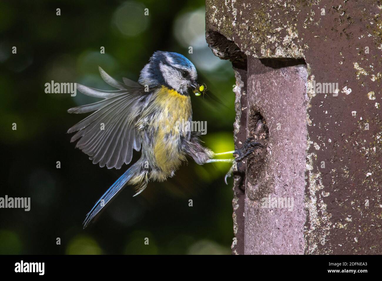 Blaumeise (Cyanistes caeruleus) fliegt Nistkasten an Foto Stock
