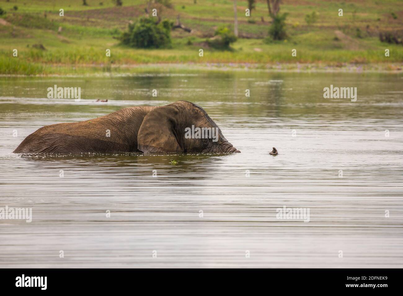 Old Elephant Bull munching erba costiera al Lago Akagera aka Lago Hago, Rwanda Orientale, Africa Foto Stock