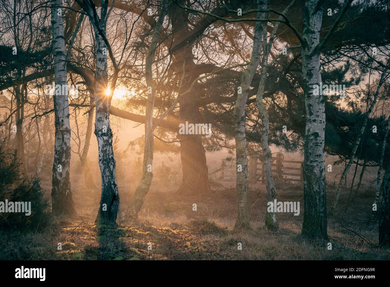 Strensall comune a Sunrise, York, North Yorkshire Foto Stock