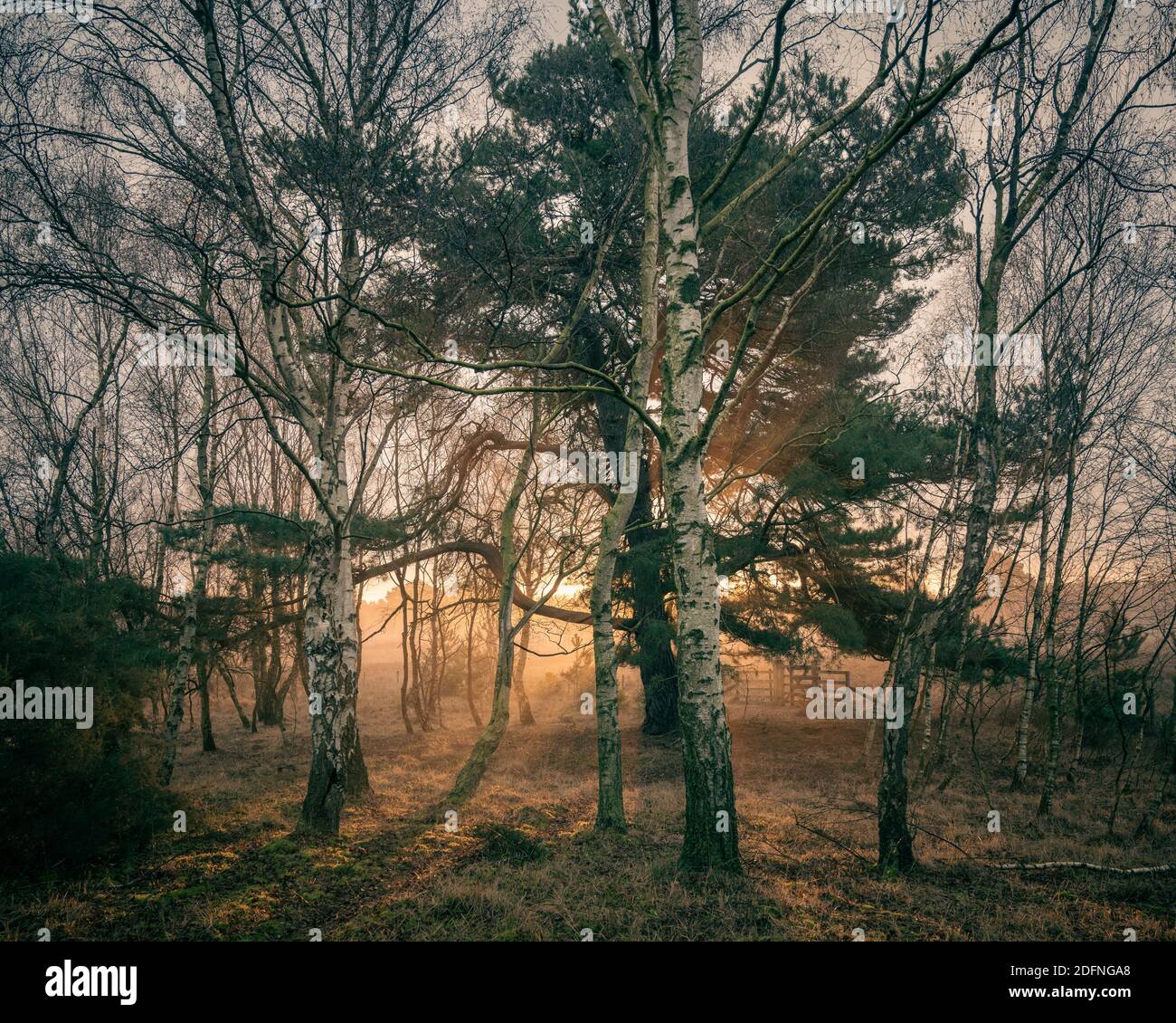 Luce del sole attraverso gli alberi a Strensall Common, York Foto Stock