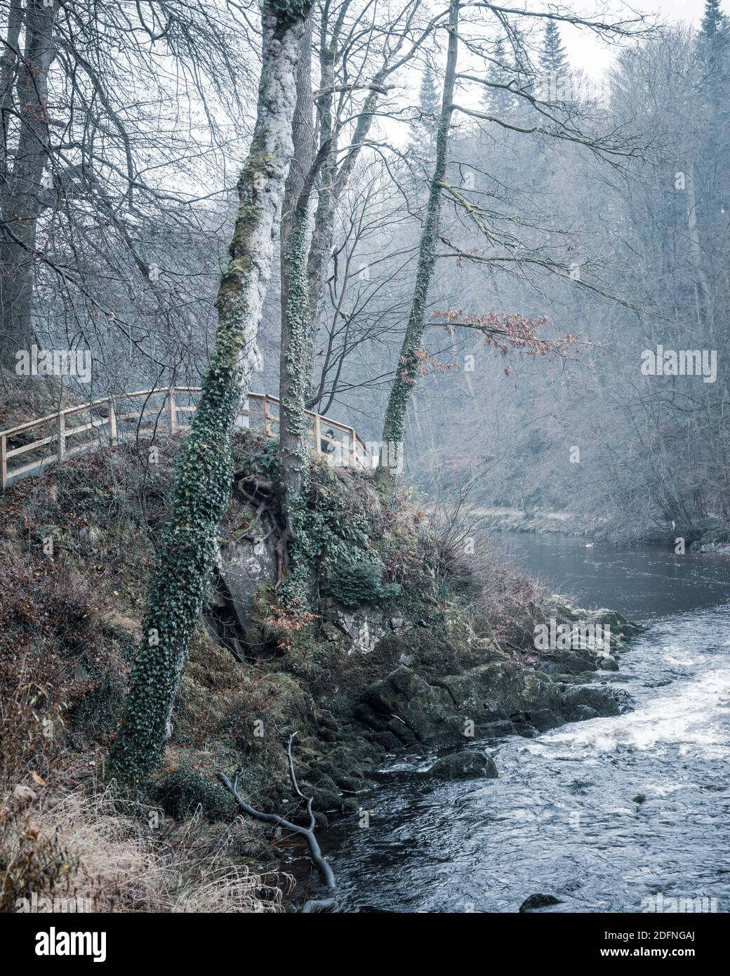 Alberi sul fiume Wharfe, Bolton Abbey, North Yorkshire Foto Stock