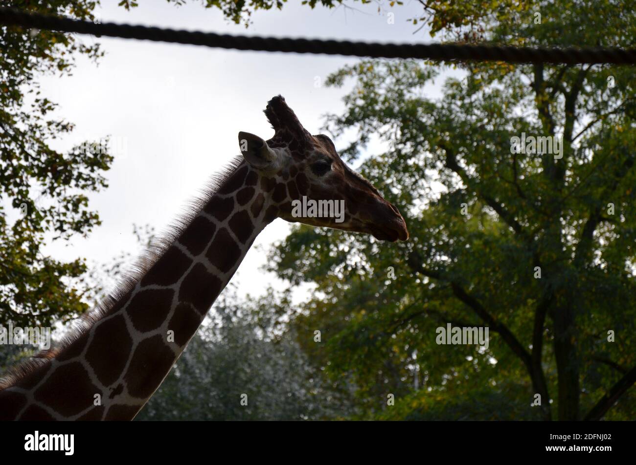 Reticolare le giraffe somali nello zoo Foto Stock