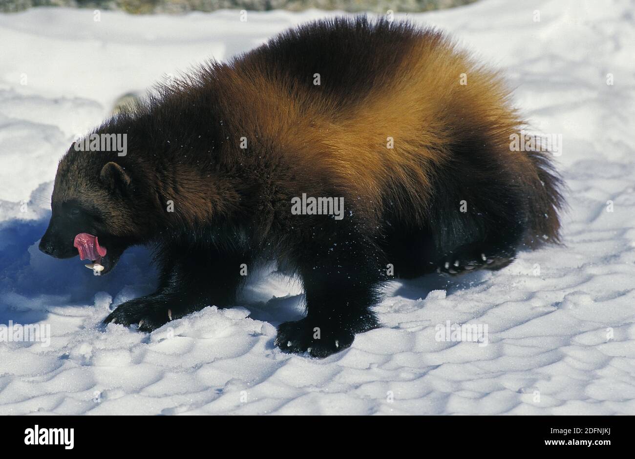Wolverine nordamericano, gulo gulo luscus, Adulto in piedi sulla neve, leccando il naso, Canada Foto Stock