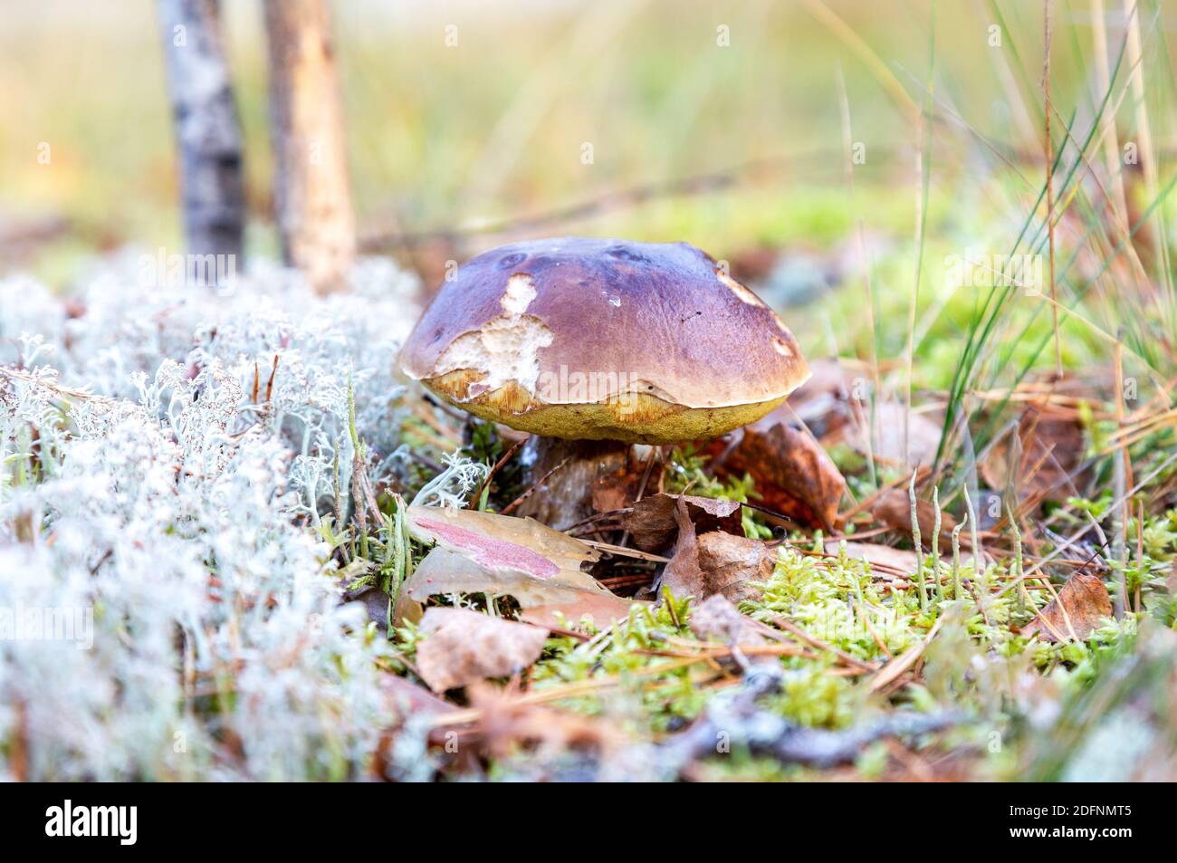 Fungo commestibile di foresta con il cappuccio marrone nel muschio bianco e foglie caduti. Boletus edulis Foto Stock