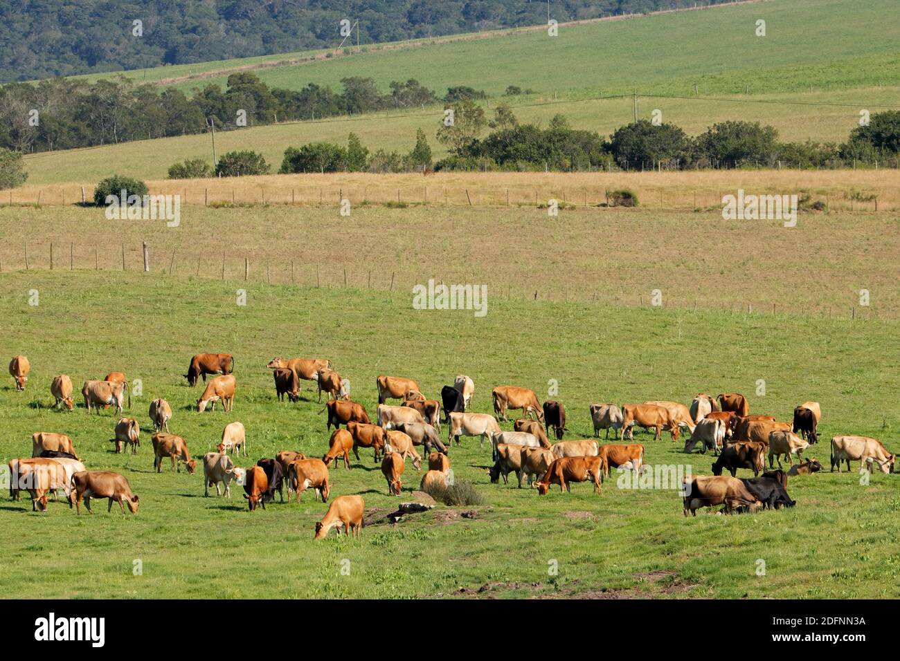 Vacche da latte pascolare su pascolo verde lussureggiante di una fattoria rurale, Sud Africa Foto Stock