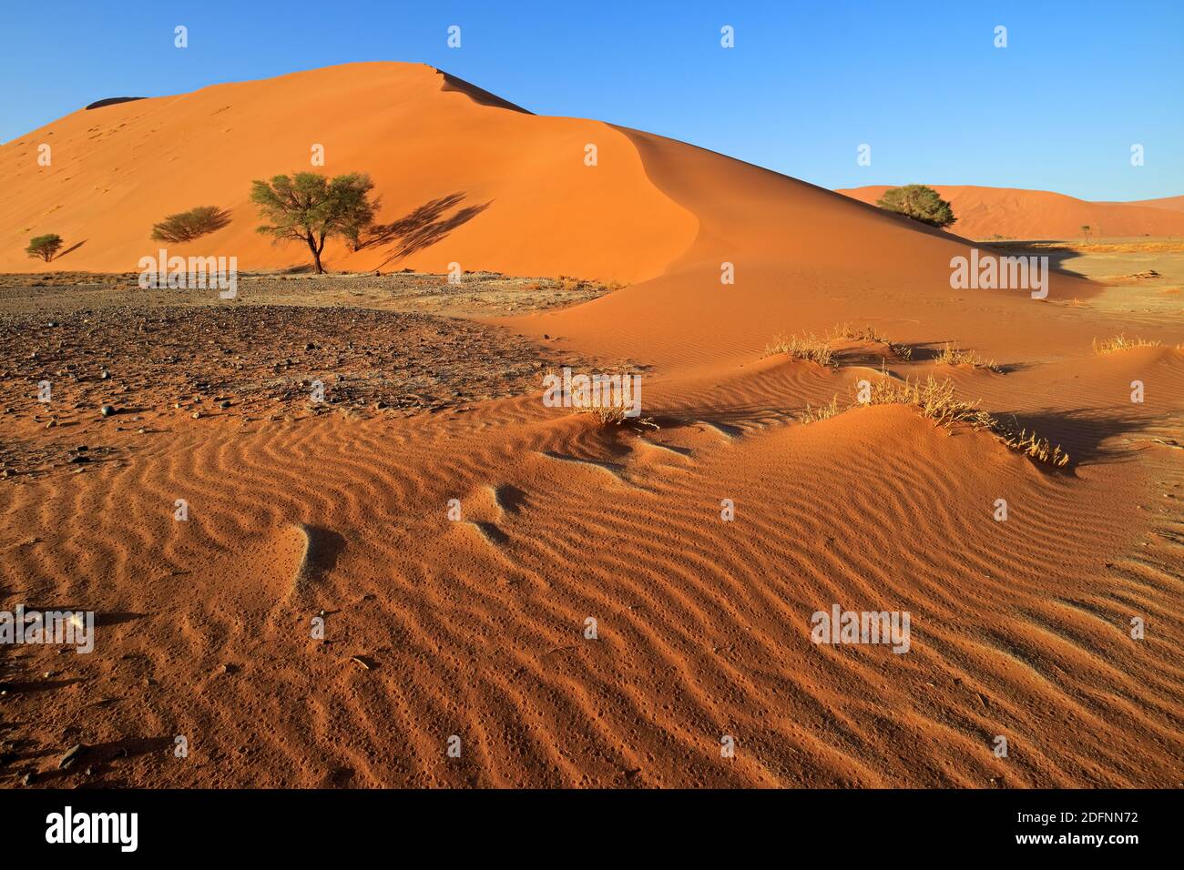 Red dune di sabbia con ciottoli di pietra e Thorn trees, Sossusvlei, Namib Desert, Namibia Foto Stock