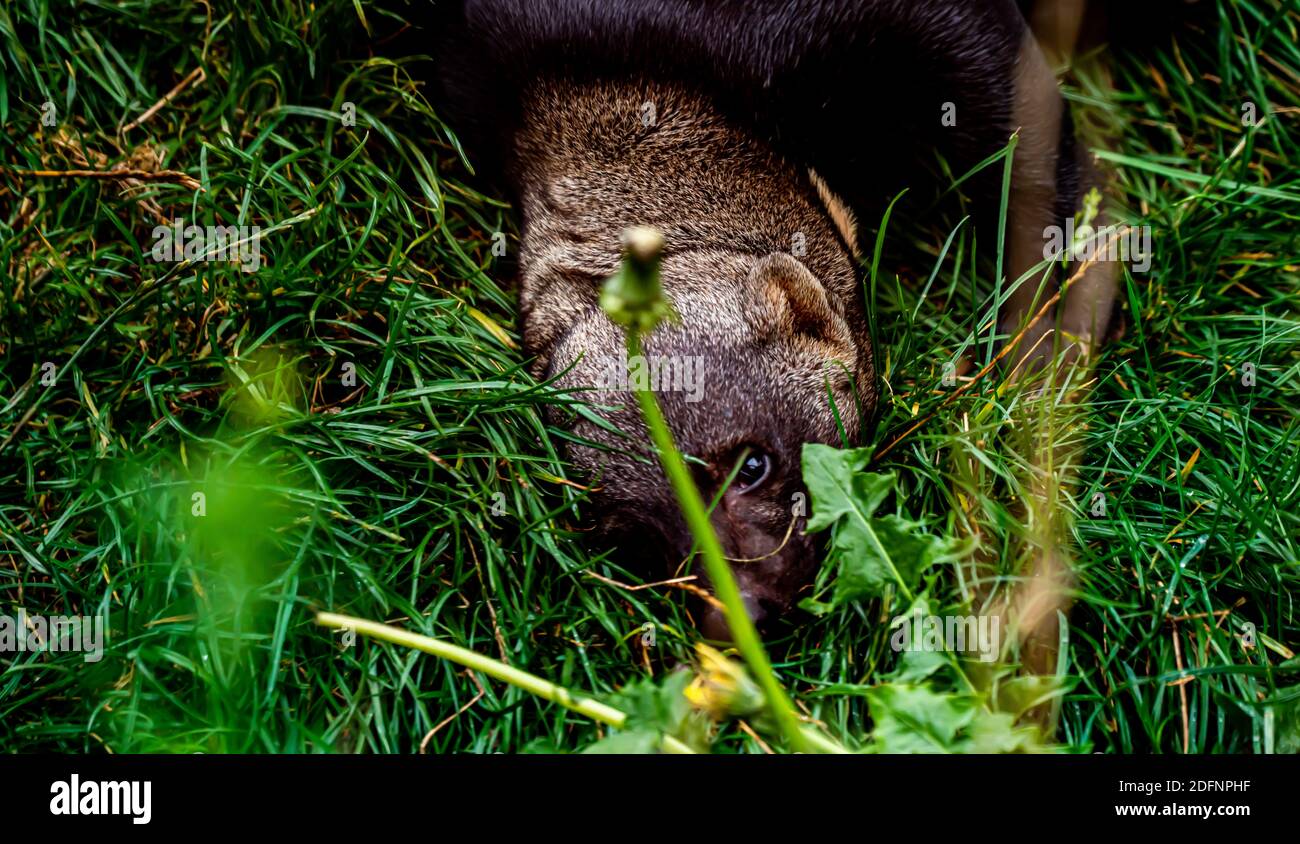 Una donnola Tayra che gioca nell'erba. Foto Stock