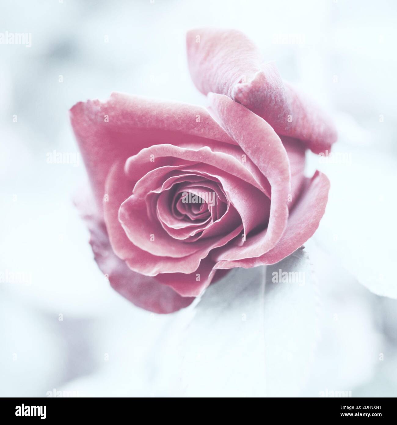 Rosa rossa su sfondo chiaro primo piano, stilizzato Foto Stock