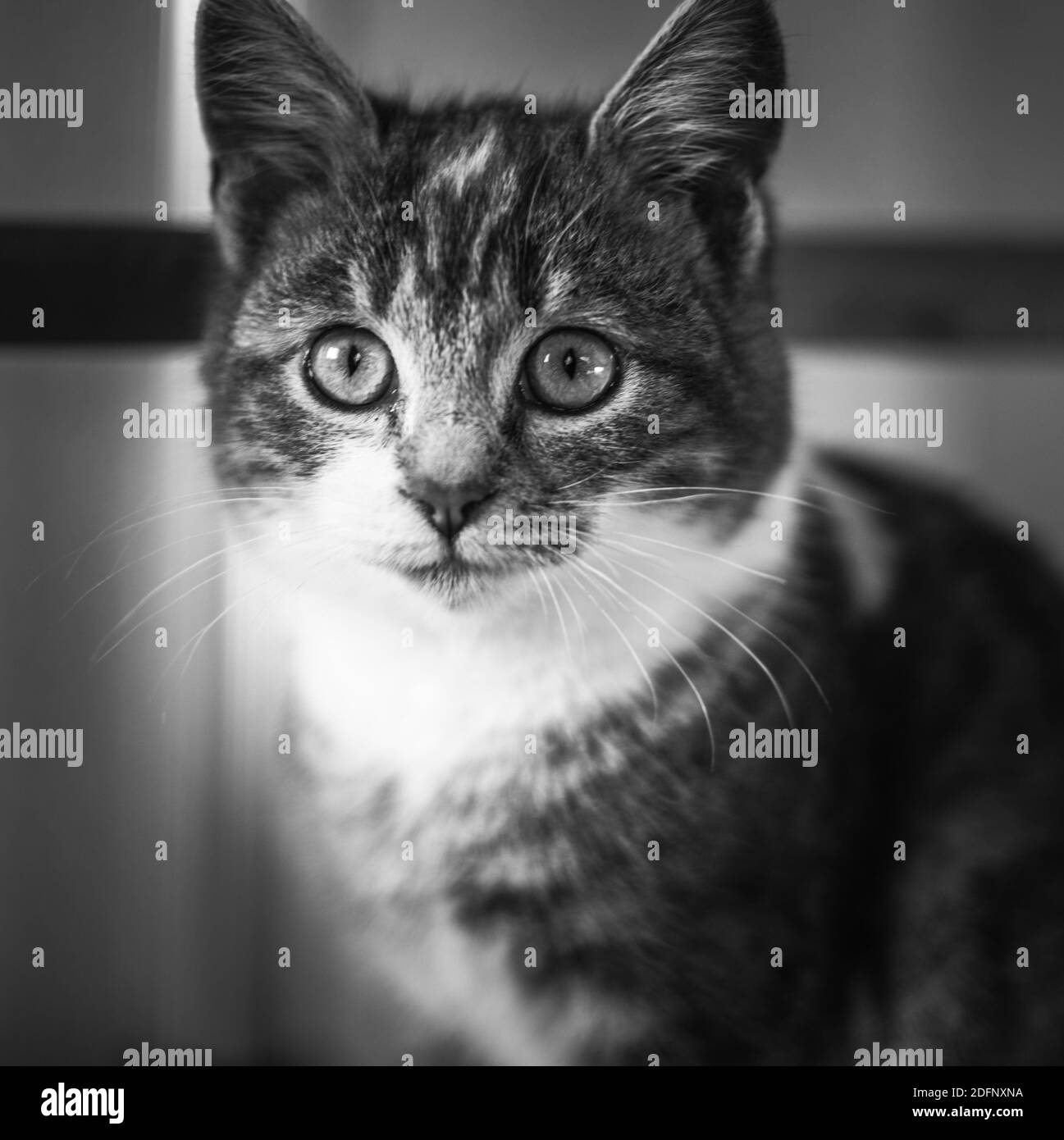 Bel ritratto seduto gattino con occhi grandi. Foto BW Foto Stock
