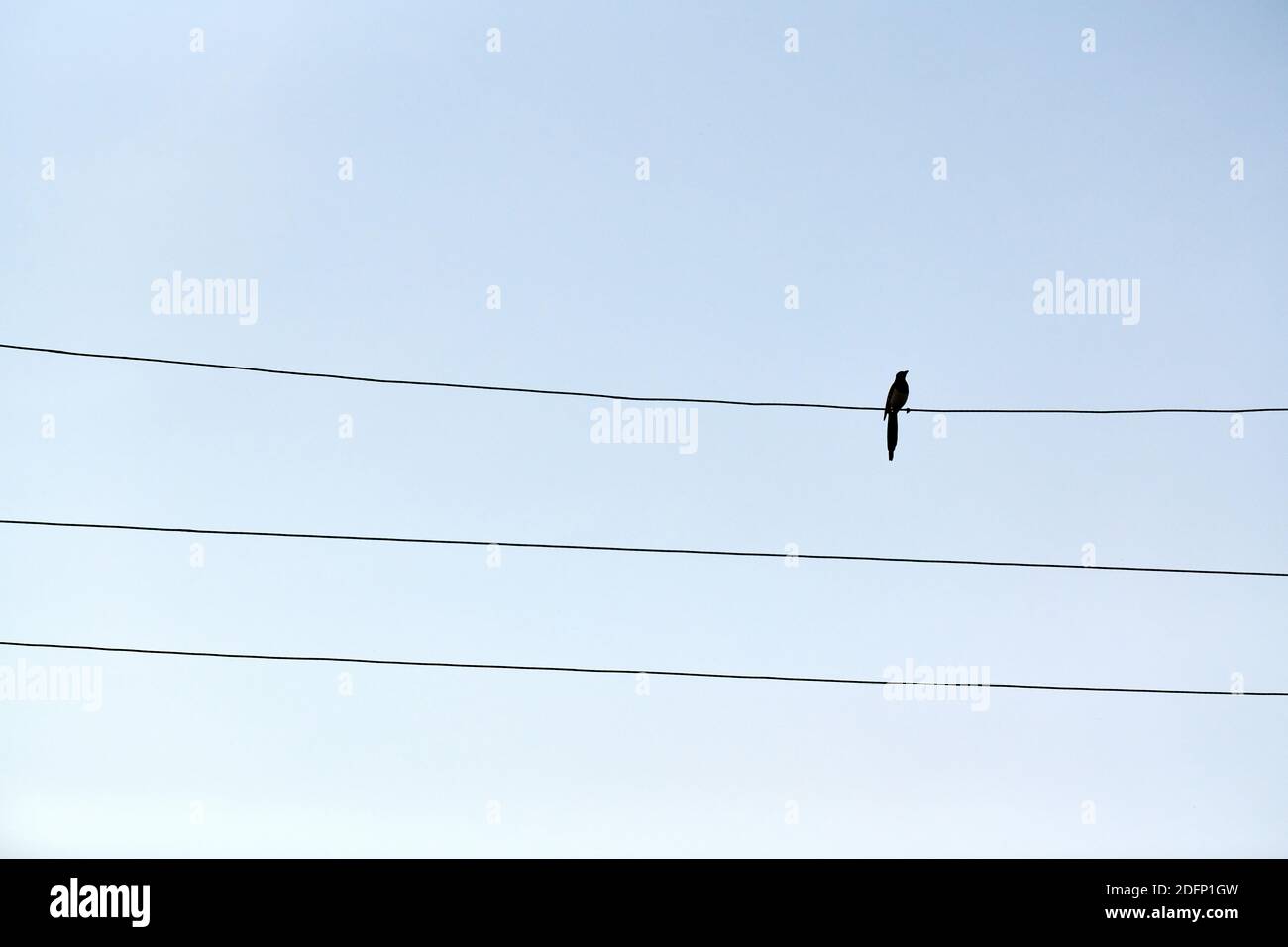 Un solo uccello su filo. Concetto di solitudine. Isolamento automatico esterno Foto Stock