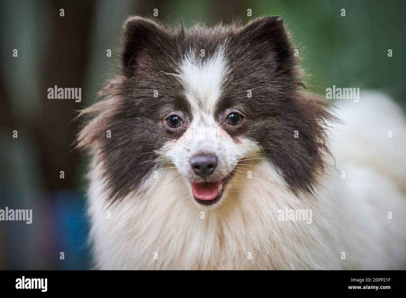 Pomeranian Spitz cane in giardino, primo piano volto ritratto. Simpatico cucciolo di pommeria a piedi. Famiglia amichevole divertente Spitz pom cane, verde erba sfondo. Foto Stock