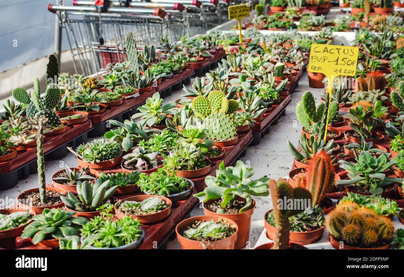 Cactus e succulenti su una lunga tavola in una stanza dei bambini. Foto Stock Cactus e succulenti su una lunga tavola in una stanza dei bambini. Foto Stock