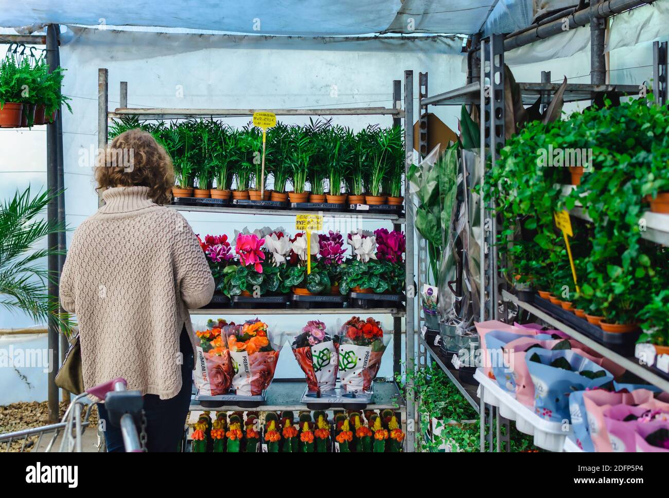 Cliente che guarda piante su mensole di vivaio Foto Stock