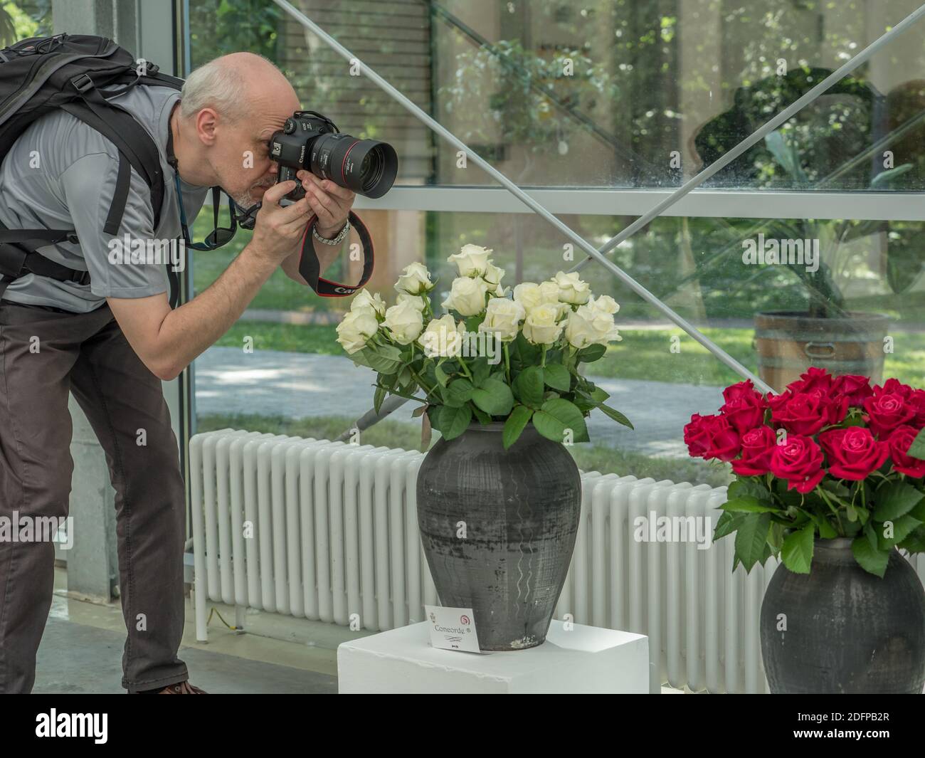 Il fotografo scatta foto alla mostra rosa in Polonia. Foto Stock