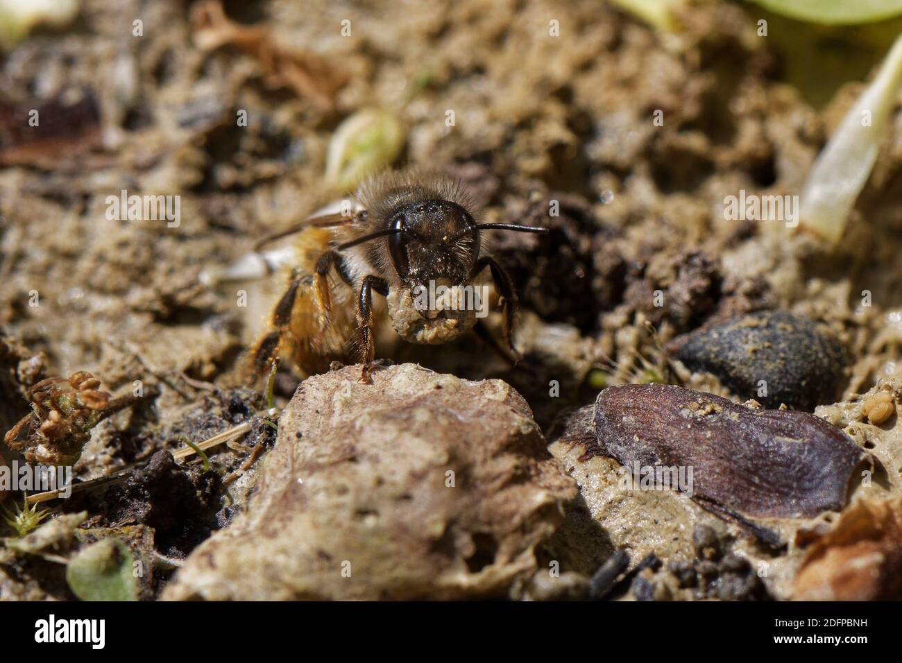 L'ape rossa del mason (Osmia bicornis = Osmia rufa) che raccoglie il fango da un laghetto del giardino per sigillare le relative cellule di covata in un hotel di insetto con, Wilshire, Regno Unito. Foto Stock