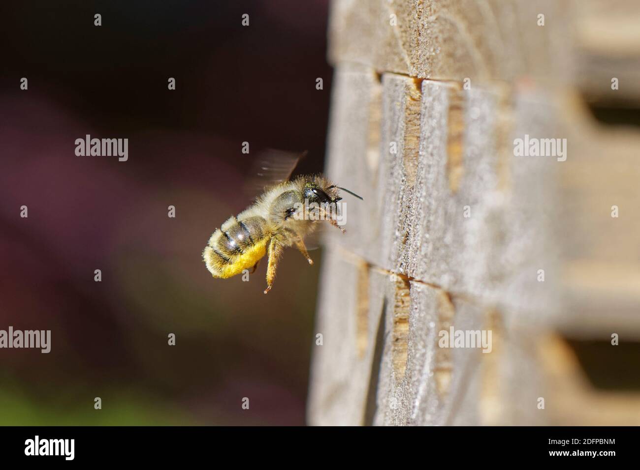 L'ape del muratore rosso (Osmia bicornis = Osmia rufa) che vola ad un burrow del nido dell'hotel degli insetti con il suo addome coperto in polline per immagazzinare le cellule della cova, Regno Unito, maggio. Foto Stock