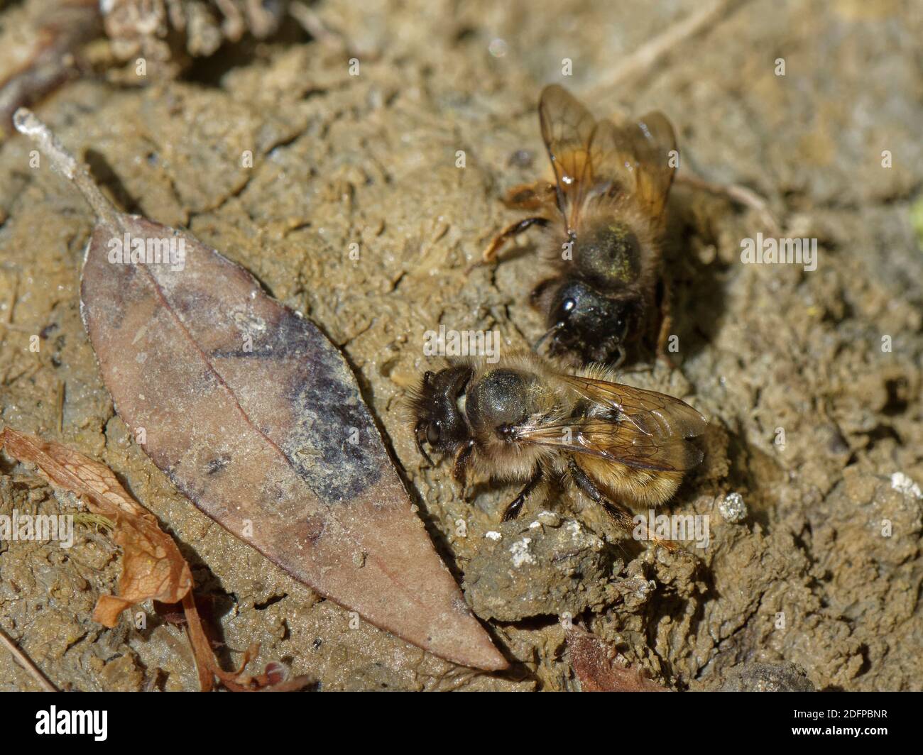 Le api rosse del mason (Osmia bicornis = Osmia rufa) che raccolgono il fango da un laghetto del giardino per sigillare le loro cellule di covata in un hotel di insetto con, Wilshire, Regno Unito. Foto Stock