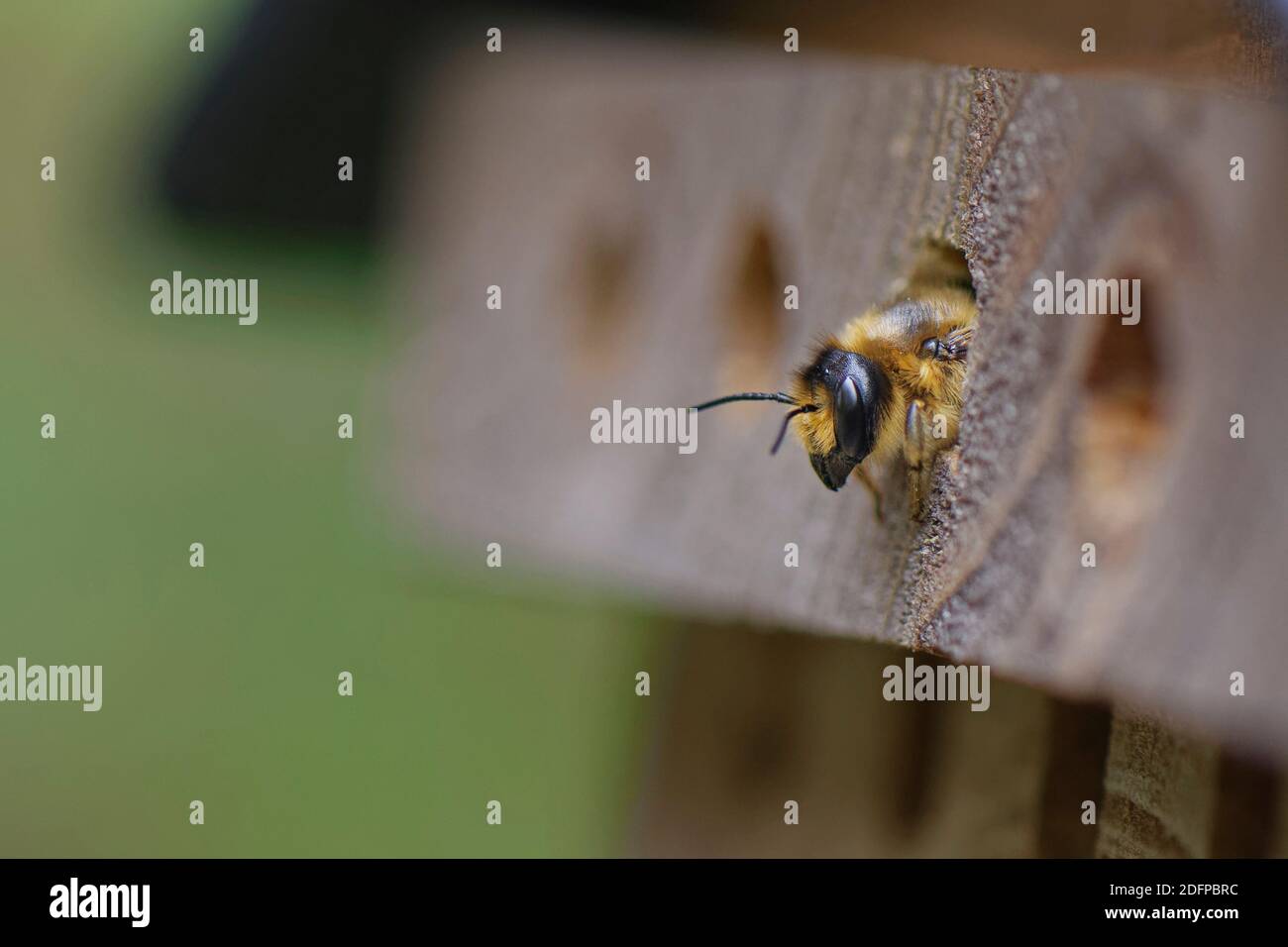 Cesoia a foglia di legno ape (Megachile ligniseca) che emerge dal suo buco nido in un hotel di insetto, Wiltshire Garden, Regno Unito, giugno. Foto Stock