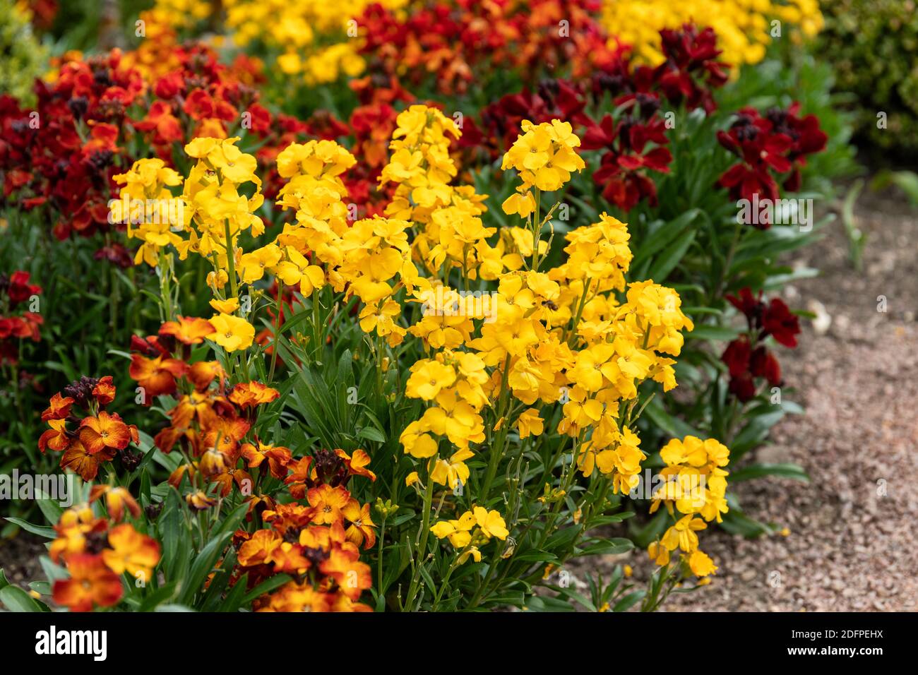 Primo piano di fiori perenni misti luminosi - Erysimum fioritura in aprile in un giardino di confine. Inghilterra, Regno Unito Foto Stock