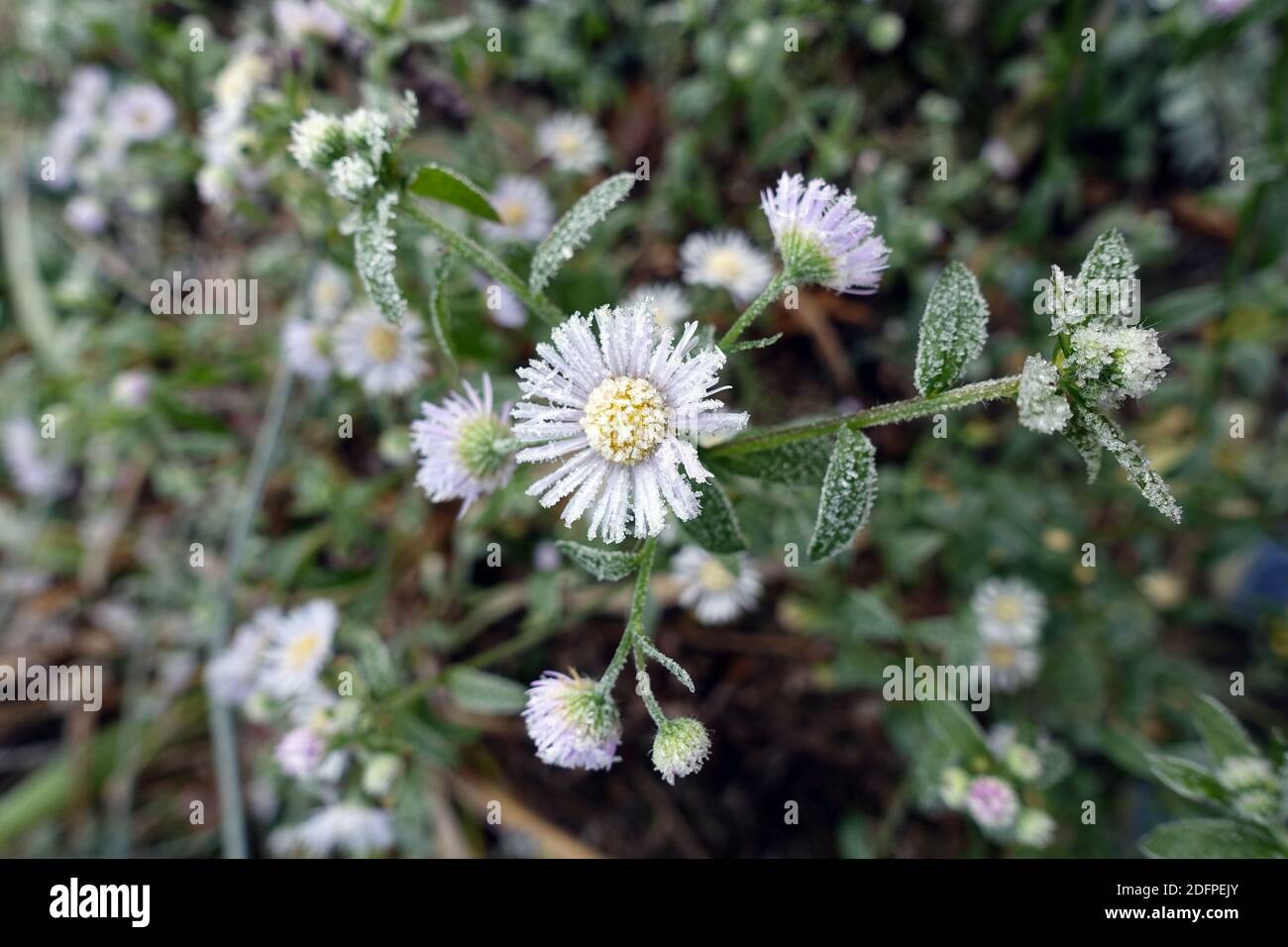 Einjähriges Berufkraut (Erigeron annuus), auch Weißes Berufkraut oder Feinstrahl - Raureif auf den Blüten Foto Stock