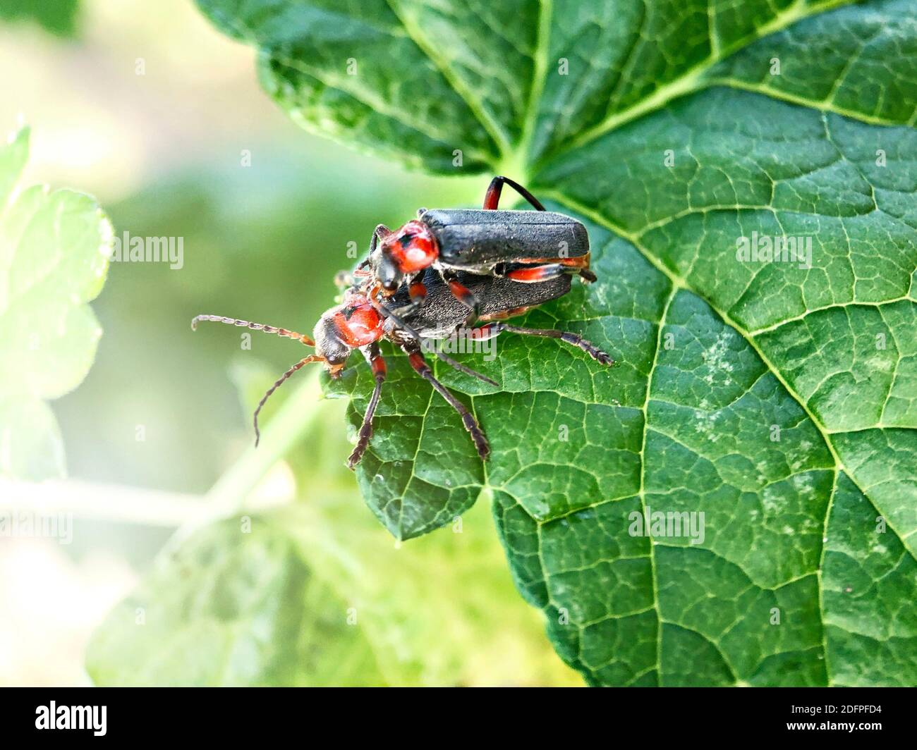 Due scarabei su una foglia verde nel giardino. Foto Stock