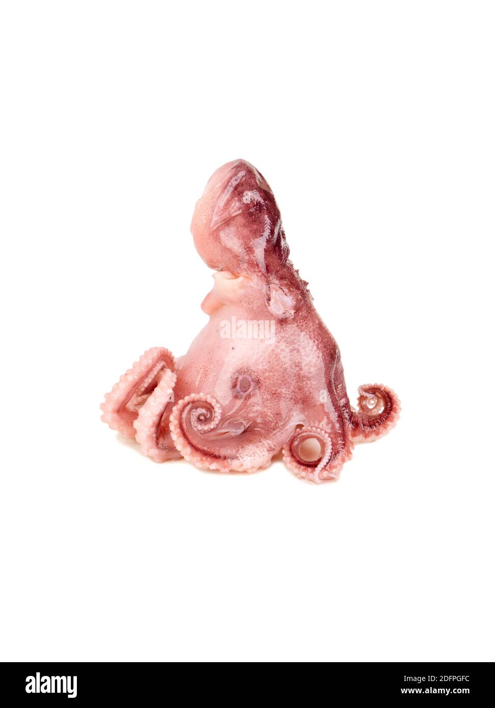 Polpo piccolo isolato su sfondo bianco Foto Stock