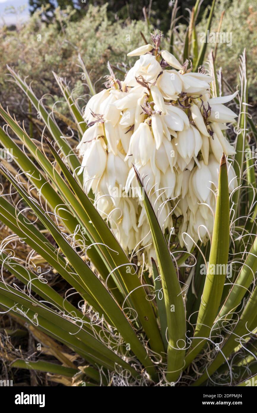 Yucca fioritura, Valle dei fuochi, New Mexico, Stati Uniti Foto Stock