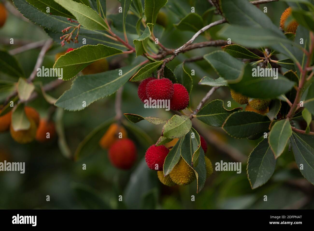 Frutti dolci di arbutus unedo, o fragola, in autunno, nel parco del Retiro, Madrid. Sono un simbolo della città, insieme con l'orso, una specie Foto Stock