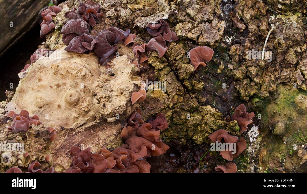 Primo piano di fungo dell'orecchio di legno sul vecchio albero di marciume trunk Foto Stock