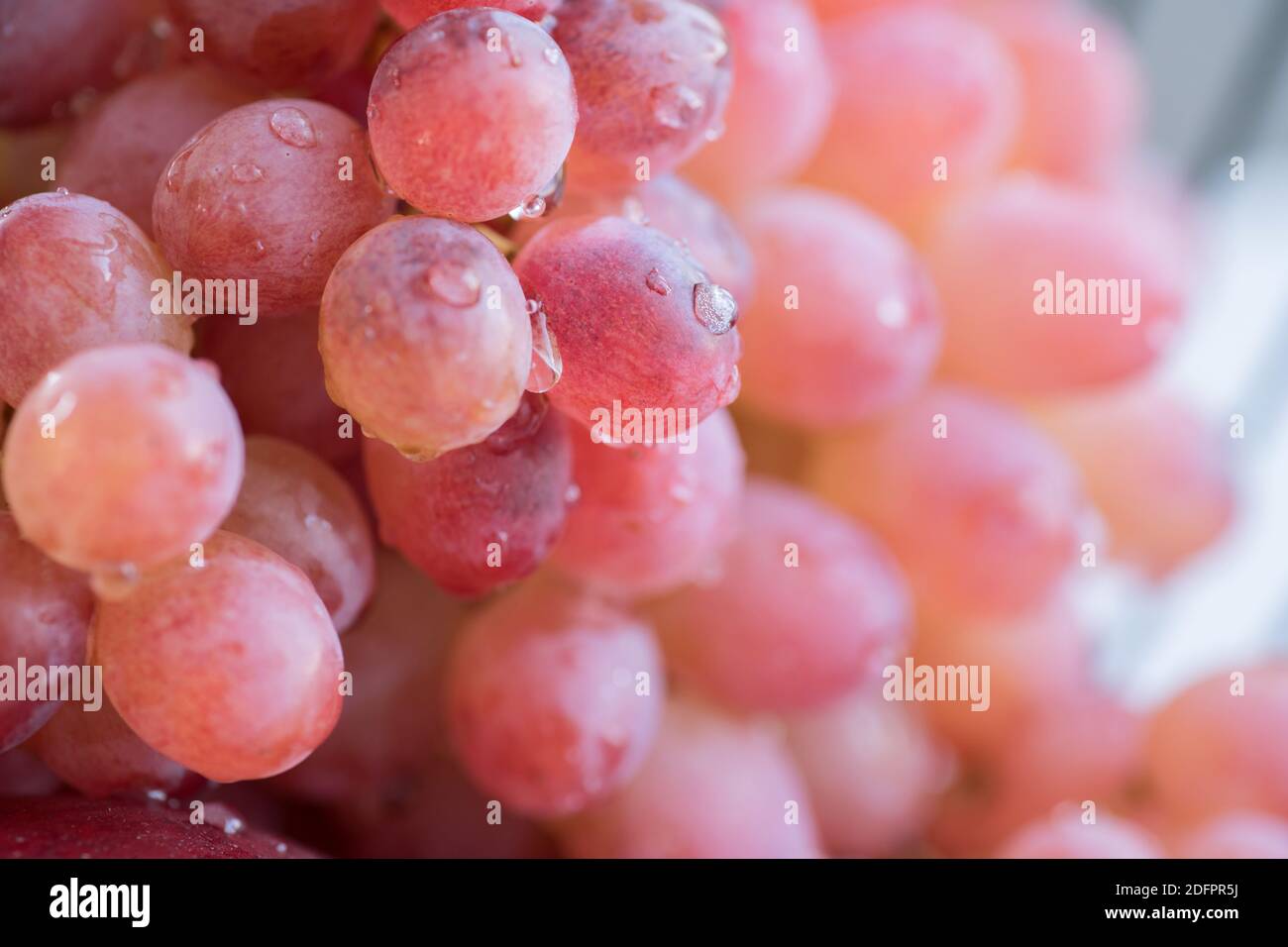 Uva rosa macina fresca e succosa. Foto Stock