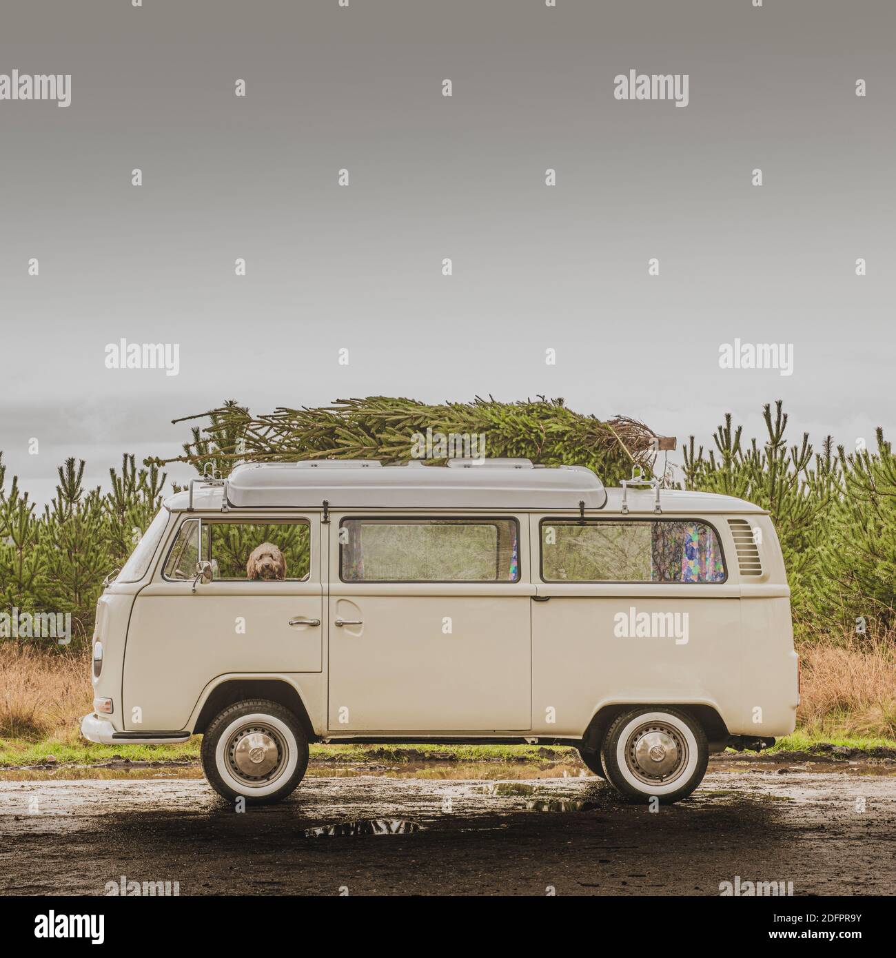 Cane Doodle che guarda fuori dalla finestra di un camper d'epoca con un albero di Natale sul tetto Foto Stock