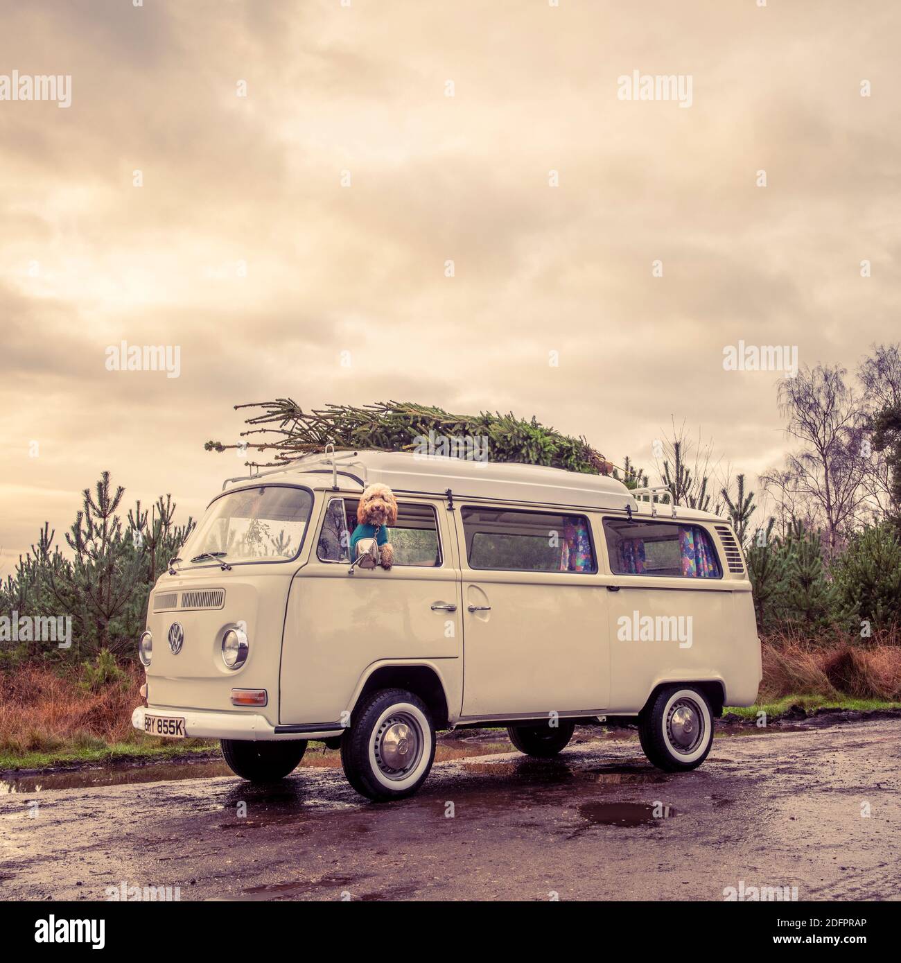 Cane Doodle che guarda fuori dalla finestra di un camper d'epoca con un albero di Natale sul tetto Foto Stock