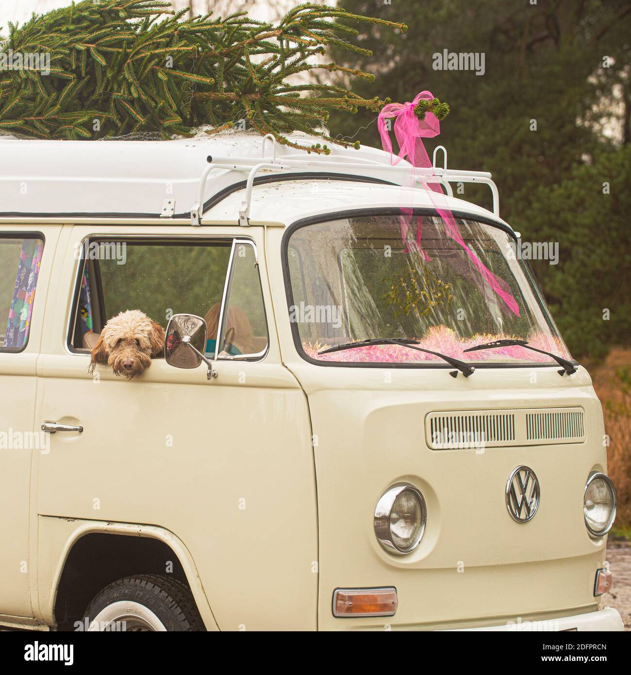 Cane Cockapoo che guarda fuori dalla finestra di un camper d'epoca con un albero di Natale sul tetto Foto Stock