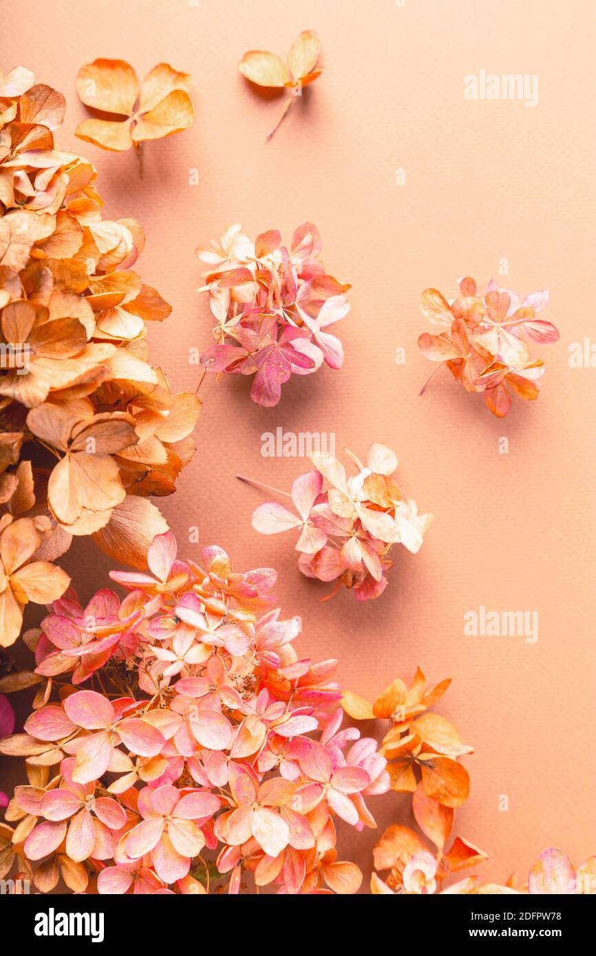 Fiori secchi di idrangea su carta marrone. Sfondo floreale. Disposizione piatta, vista dall'alto. Foto Stock