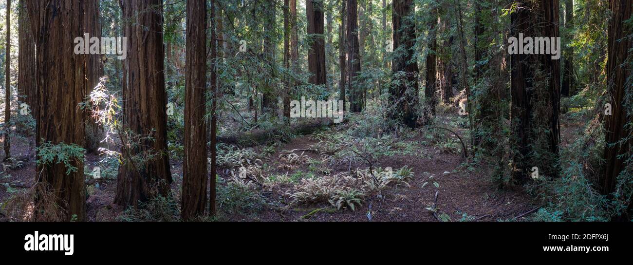Enormi alberi di sequoia, sempervirens di Sequoia, prosperano in una foresta ombreggiata nella California del Nord. Gli alberi di sequoia sono gli alberi più grandi sulla Terra. Foto Stock