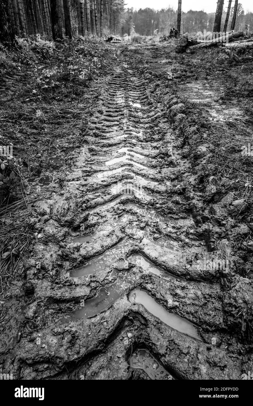 Ampia pista fangosa realizzata con macchinari per la abbattimento forestale. Foto Stock