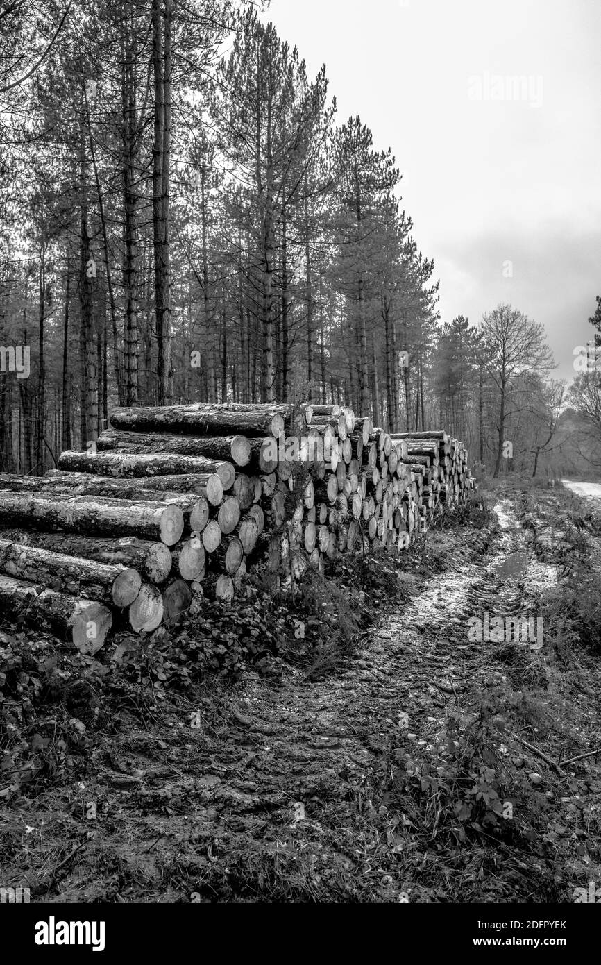 Pila di conifere appena sgranate nella foresta di Sherwood. Foto Stock