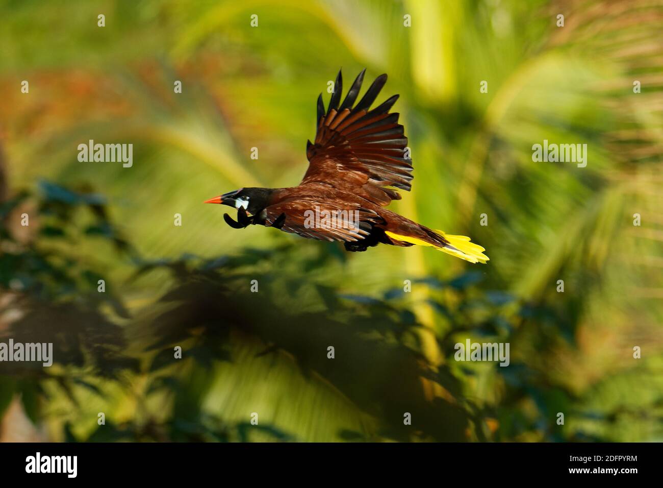 Volo uccello tropicale Montezuma Oropendola - Psarocolius montezuma nuovo mondo uccello tropicale icteride, pianura costiera caraibica, Messico, Panama, Nicara Foto Stock