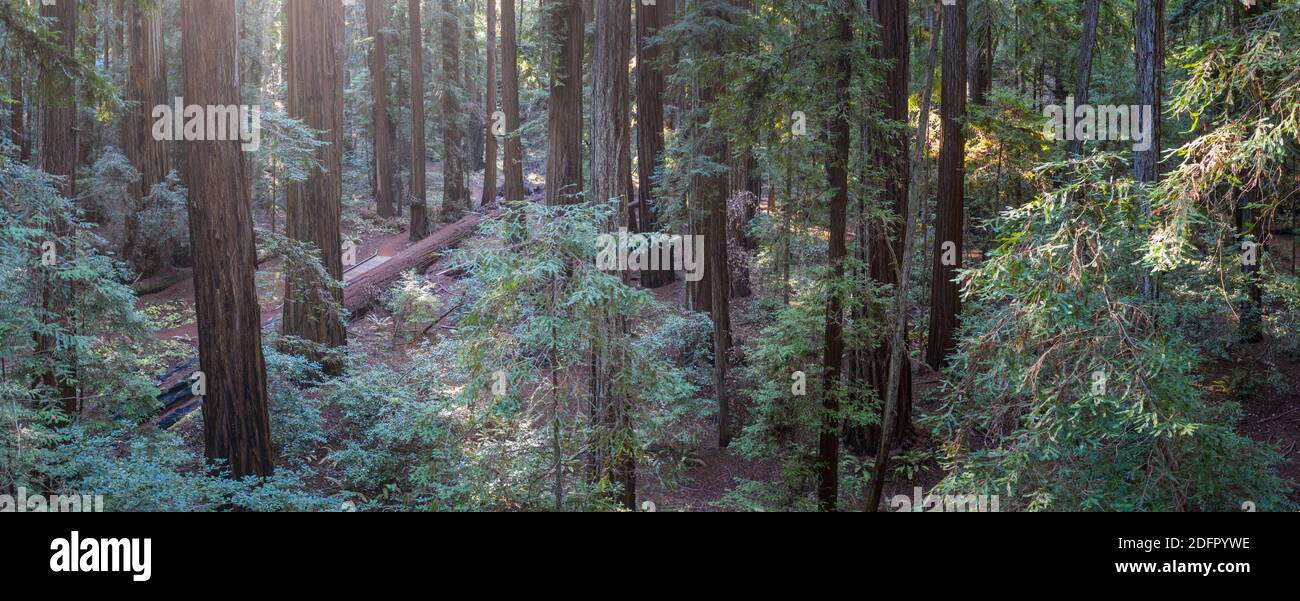 Enormi alberi di sequoia, sempervirens di Sequoia, prosperano in una foresta ombreggiata nella California del Nord. Gli alberi di sequoia sono gli alberi più grandi sulla Terra. Foto Stock
