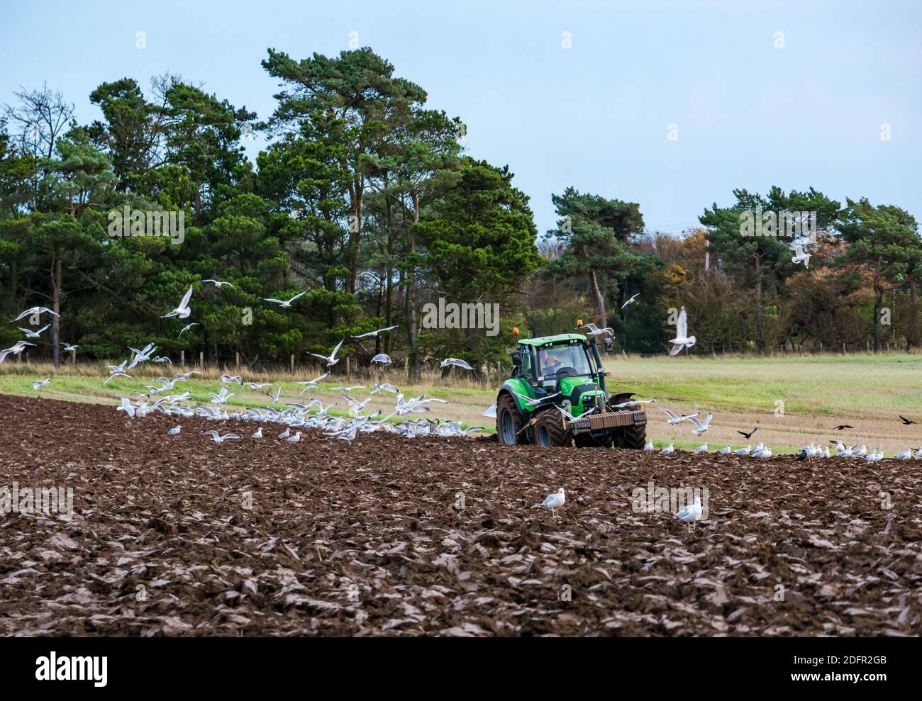 Lavori agricoli: Terreno di aratura con gabbiani per trattori Deutz-Fahr, East Lothian, Scozia, Regno Unito Foto Stock
