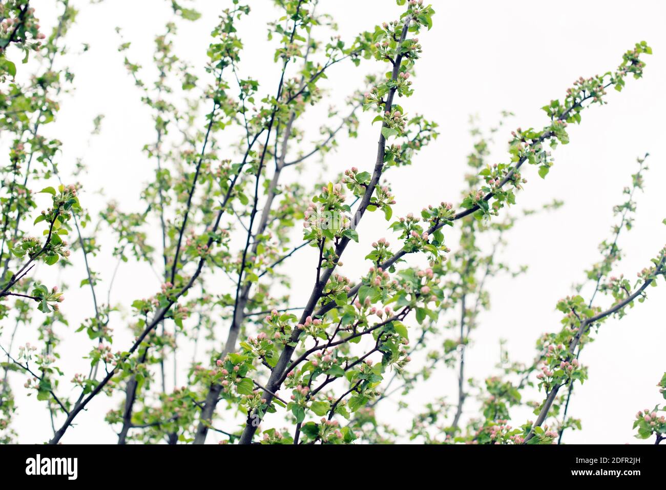 Rami fiorenti di alberi di mele contro il cielo in primavera. Foto Stock